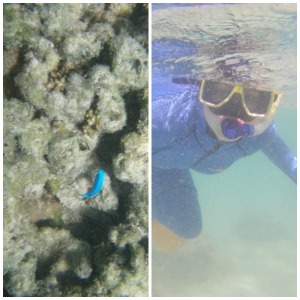 snorkeling