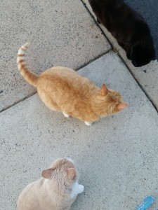 the cat gang