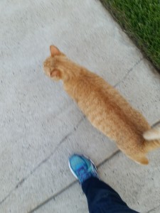 orange cat