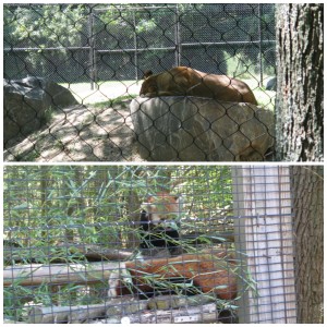 cape may zoo