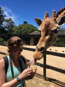 first month Sydney giraffe taronga zoo