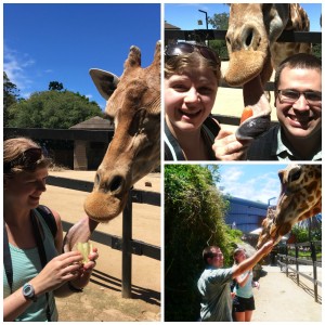 giraffe-feeding taronga zoo