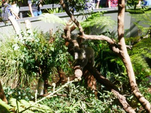 koala taronga zoo