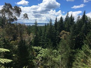 redwoods park view