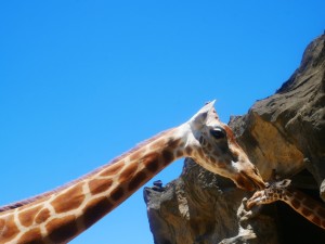 taronga zoo resize