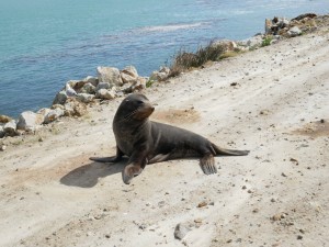 free walks south island new zealand aramoana beach