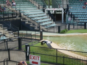 andean condor australia zoo