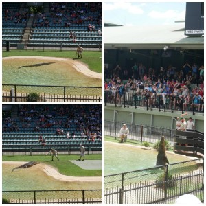 australia zoo crocodile show