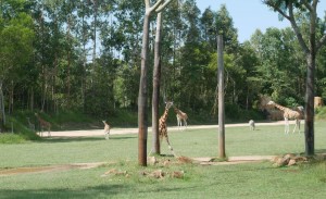 australia zoo giraffes