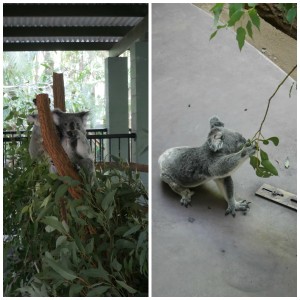 australia zoo koalas