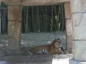 australia zoo tiger