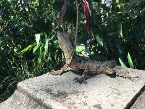 australia zoo water dragon