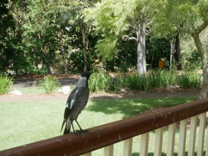 bundaberg botanic garden