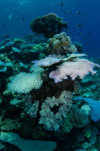 great barrier reef cairns