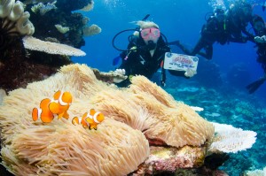 cairns reef quest scuba dive clown fish