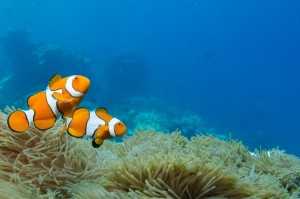 clown fish great barrier reef