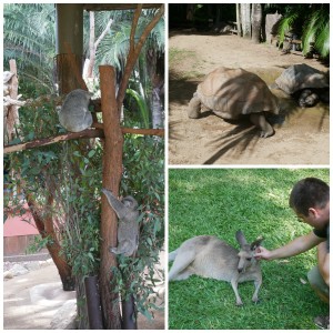 australia zoo animals