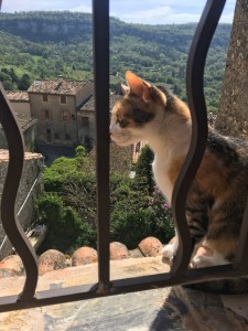 kitty in window southern france
