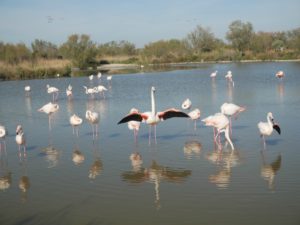 flamingo france