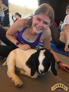 goat yoga binghamton NY