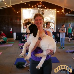 goat yoga binghamton ny 2