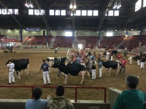 cows at NYS fair