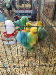 NY state fair chickens