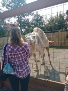 feeding a camel animal adventure