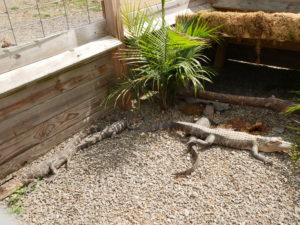 gators at animal adventure