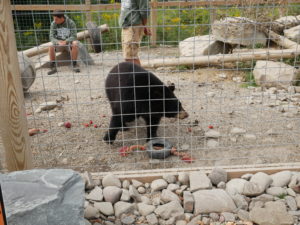 black bear at animal adventure