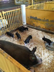 baby pigs