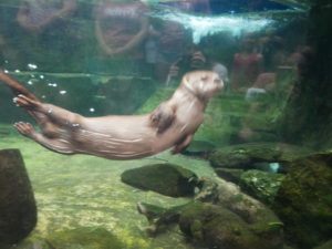 river otter