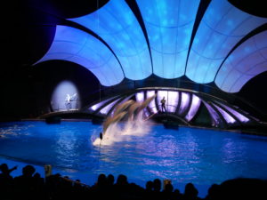 dolphin show