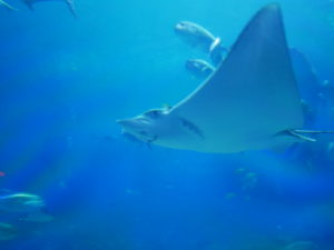 Atlanta aquarium 2
