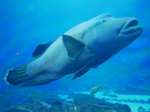 Atlanta aquarium 2