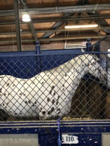 horse NYS fair 2019