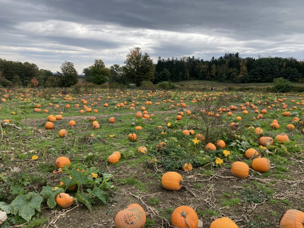 pumpkin patch