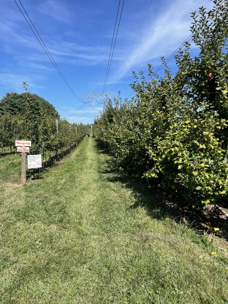 apple picking