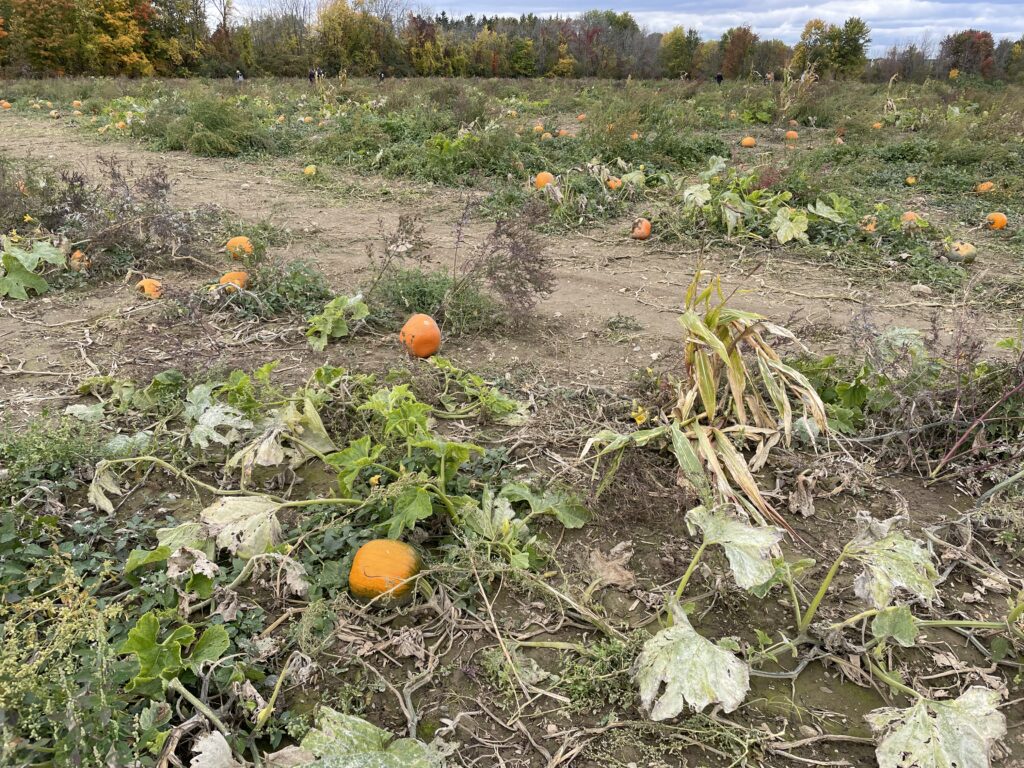 pumpkin field